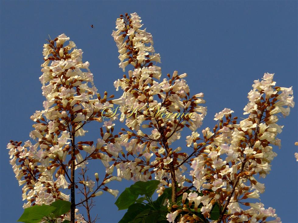  Inflorescences